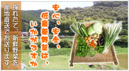 Vegetable grown in Shimanto-cho