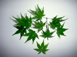 もみじの葉