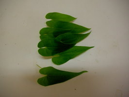 山芋の葉