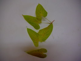山芋の葉