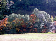 風景1