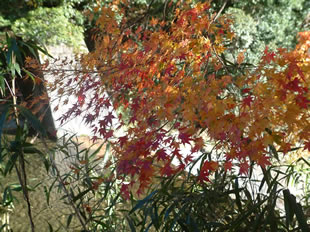 井細川の紅葉