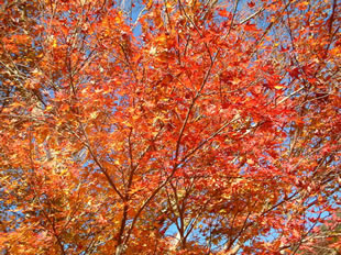 井細川の紅葉
