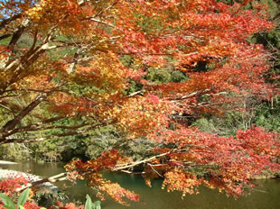 井細川の紅葉