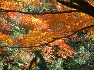 井細川の紅葉